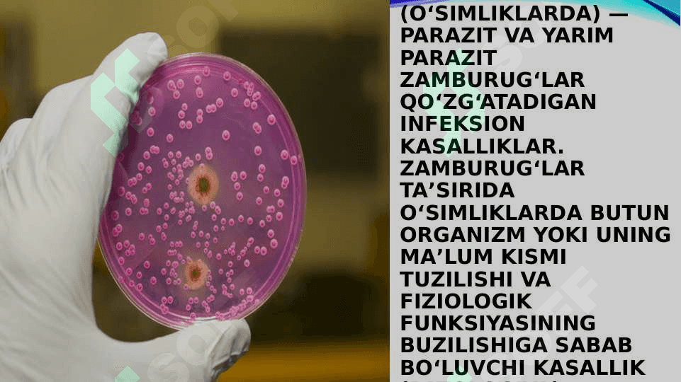 zamburug’li kasalliklarning qo’zg’atuvchilari, patogenezi, laboratoriya tashxisi 5
