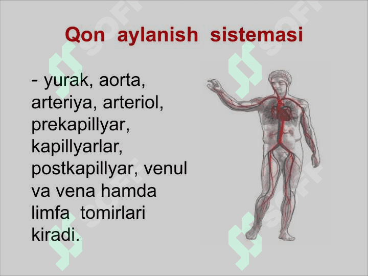 YURAK QON-TOMIR TIZIMI 3