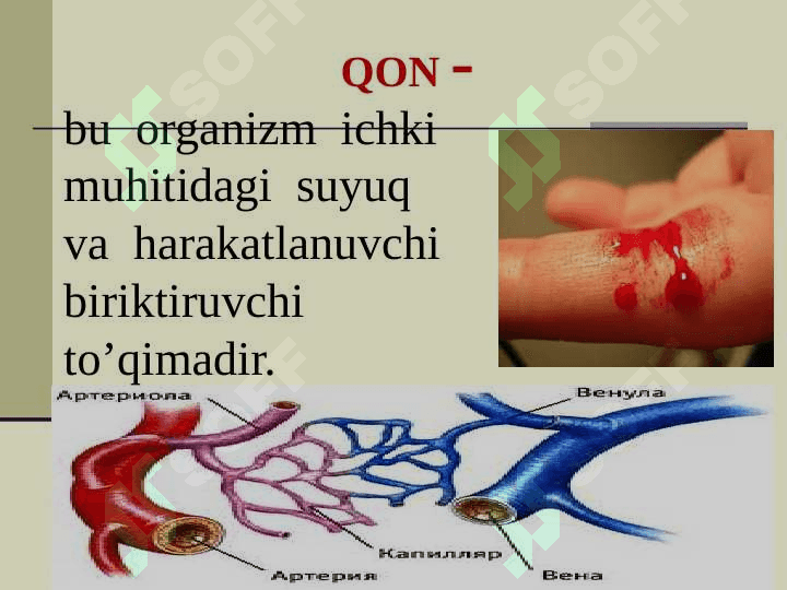 QON TOMIR VA LIMFA TIZIMI 3