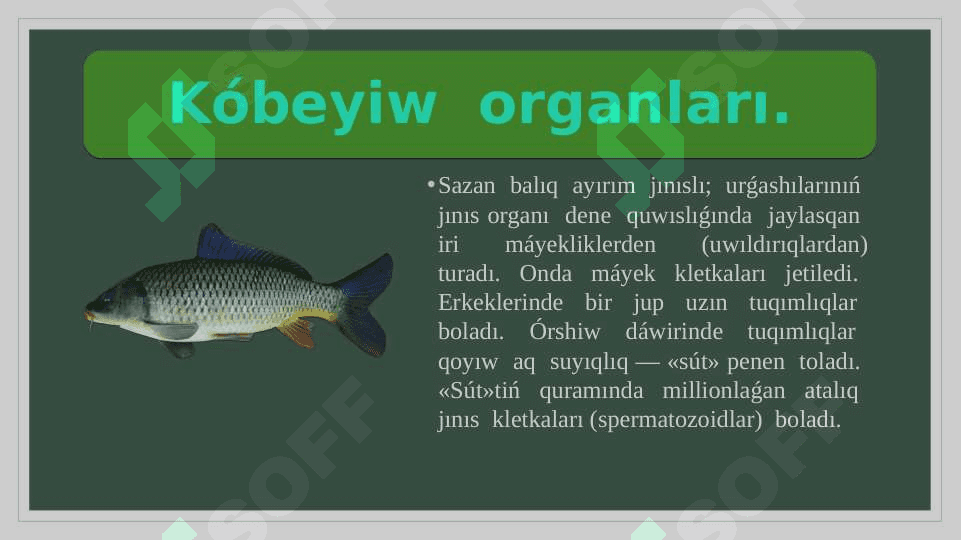 Balıqlardin’ kóbeyiwi hám rawajlanıwı 3
