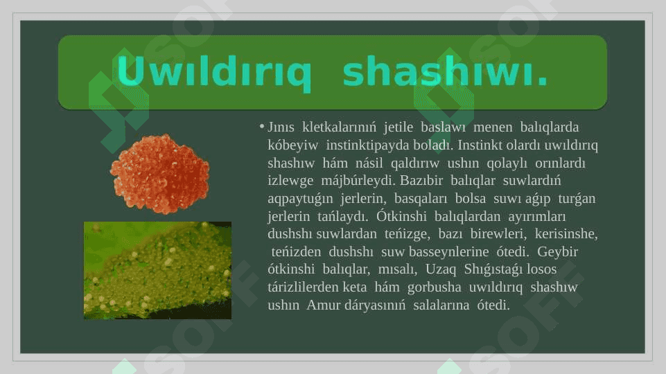 Balıqlardin’ kóbeyiwi hám rawajlanıwı 4