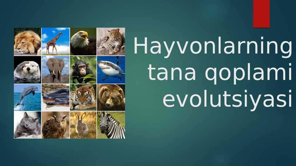 Hayvonlarning tana qoplami evolutsiyasi