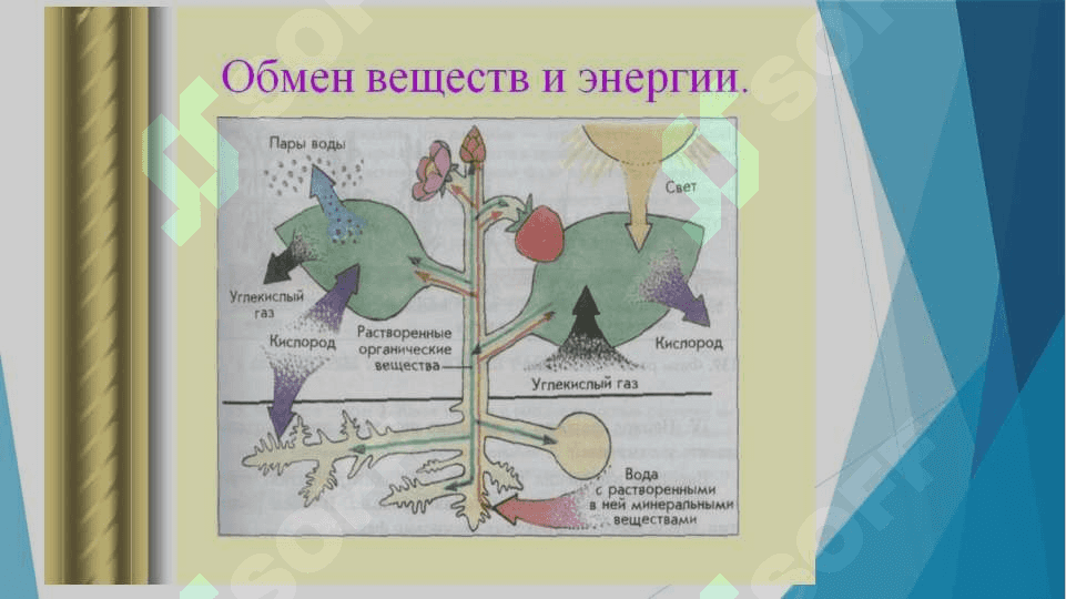 MODDALAR VA ENERGIYA ALMASHINUVINI O’RGANISH 4