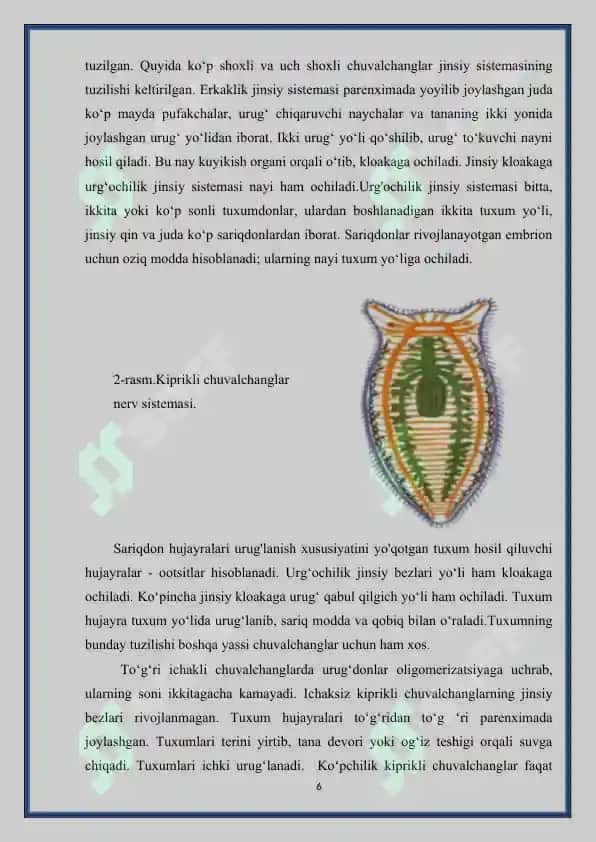 ''Yassi chuvalchanglarning rivojlanish sikli-parazitik hayot mahsuli'' 6