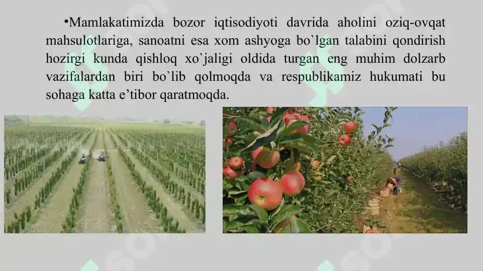 Mevachilikni xalq xo’jaligidagi ahamiyati, hozirgi ahvoli va rivojlanish istiqbollari 2