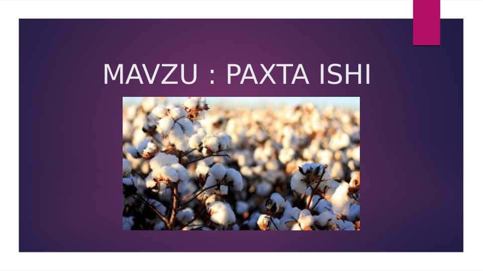 PAXTA ISHI