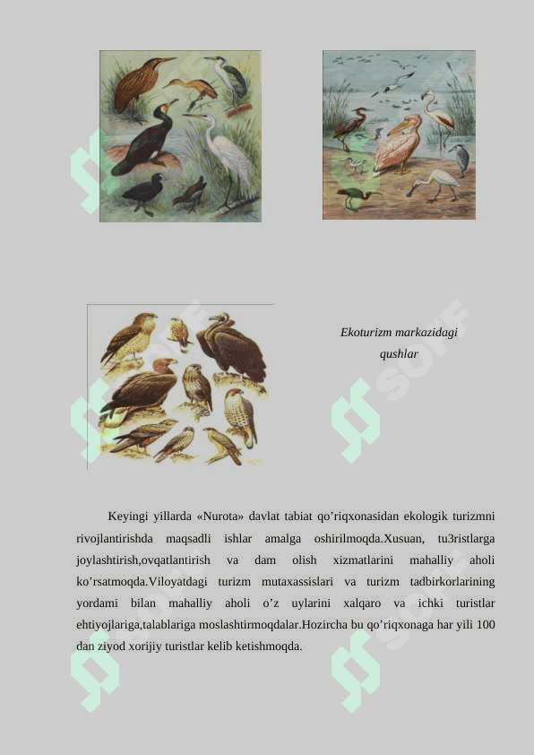 O‘zbekistоnning hаyvоnоt оlаmi vа o’simliklаr dunyosi ekоturizm resurslаri. 3