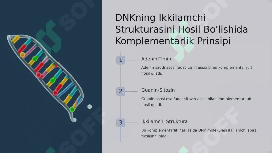 Nuklein kislotalarning birlamchi strukturasi. DNKning ikkilamchi strukturasini hosil bo‘lishida komplementarlik prinsipi. Chargaff qoidalari. DNK qo‘sh zanjirining tavsifi. 4