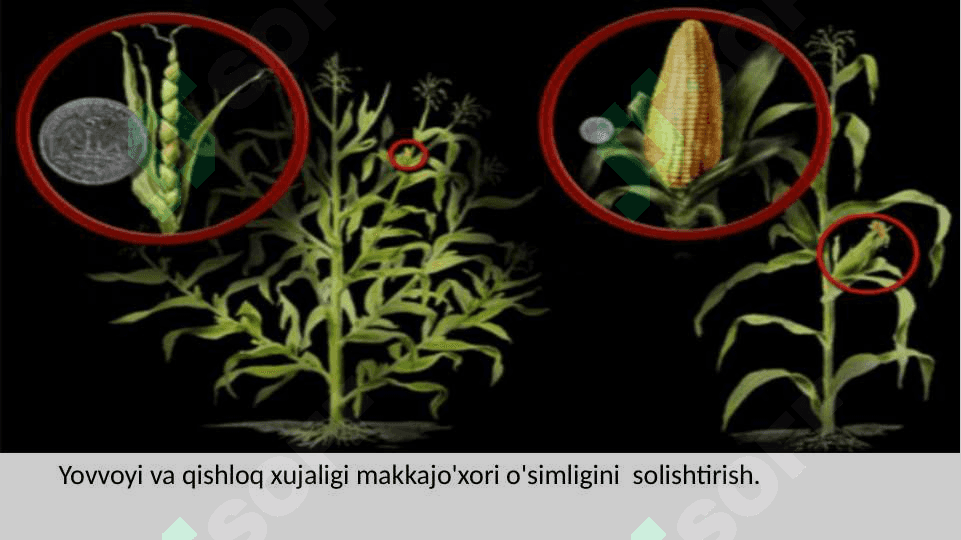 Seleksiyaning genetik asoslari 4
