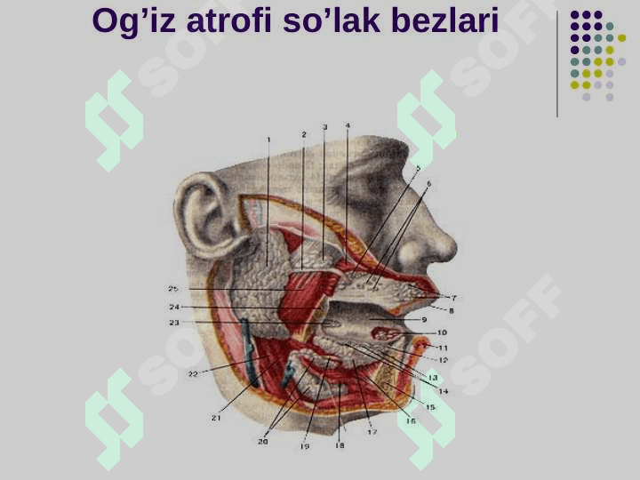 Ovqat hazm qilish organlarining tuzilishi 7
