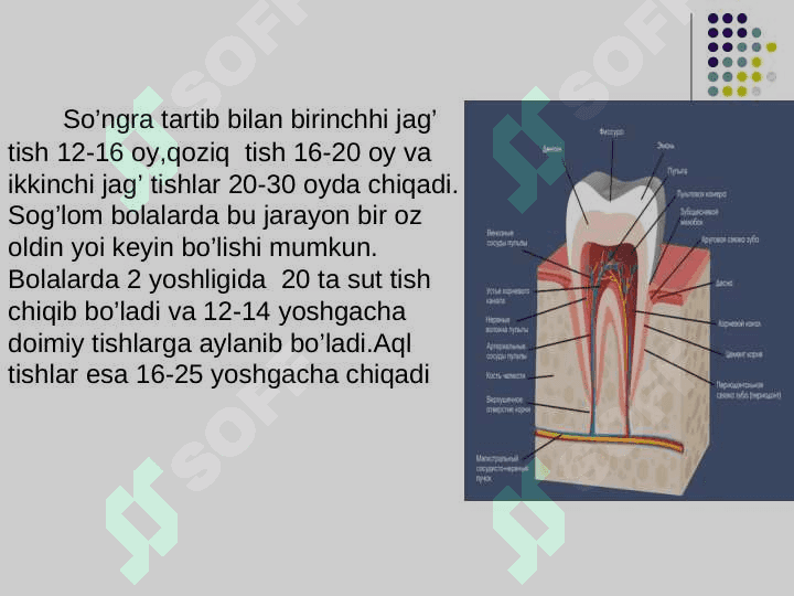 Ovqat hazm qilish organlarining tuzilishi 8