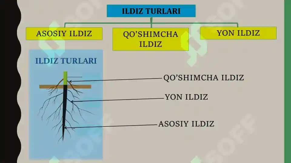 ILDIZ 4