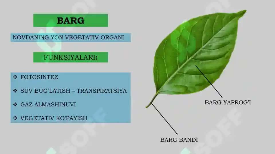 BARG VA UNING TUZILISHI 2