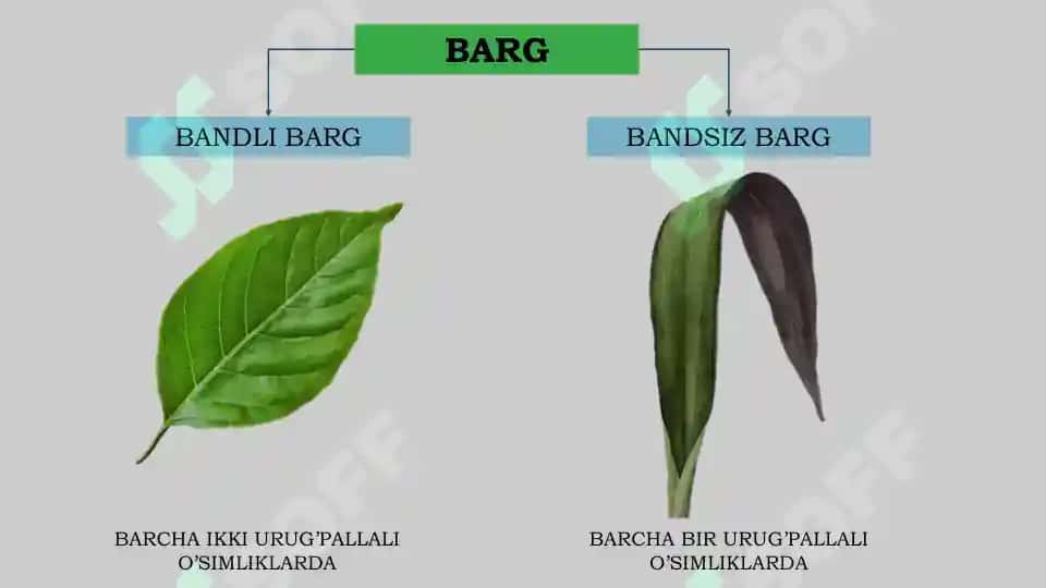 BARG VA UNING TUZILISHI 3