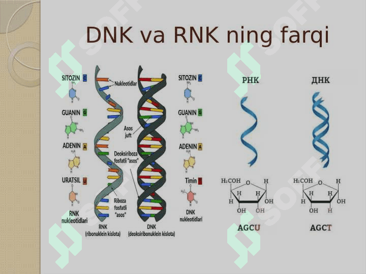 DNKning oqsil biosintezidagi roli. Genetik injeneriya 8