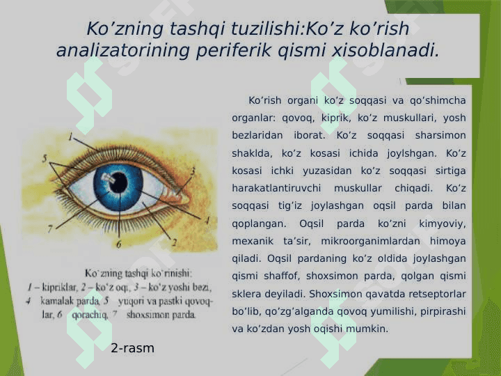 Ko’rish analizatorlari 4
