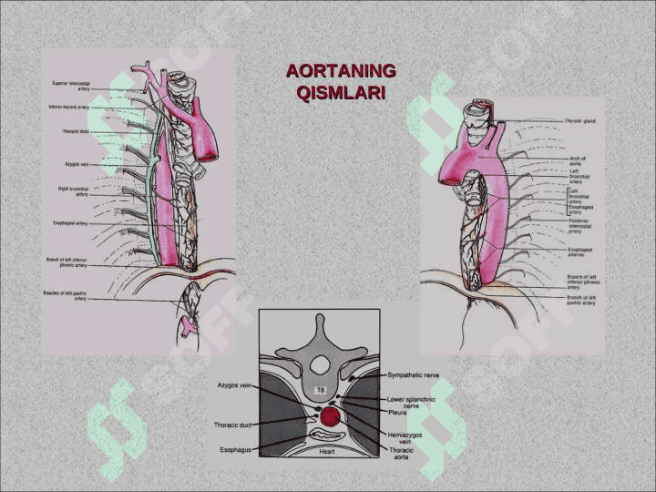 AORTA. TASHQI VA ICHKI UYQU ARTERIYALARI. BOSH SOHASINING QON BILAN TA’MINLANISHI. TANA VA QO'L ARTERIYALARI Anatomiyasi 3