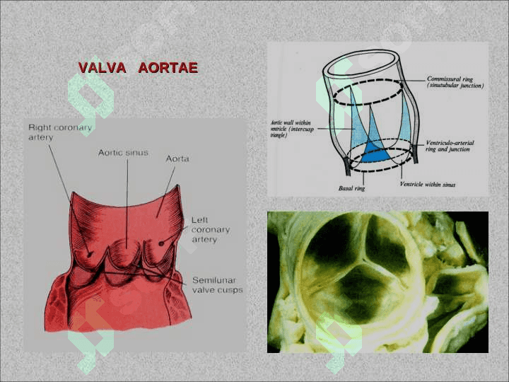AORTA. TASHQI VA ICHKI UYQU ARTERIYALARI. BOSH SOHASINING QON BILAN TA’MINLANISHI. TANA VA QO'L ARTERIYALARI Anatomiyasi 4