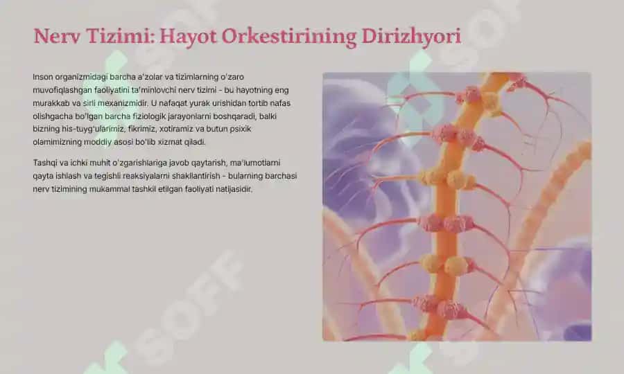 Nerv Tizimining Tuzilishi, Faoliyati va Psixika 2