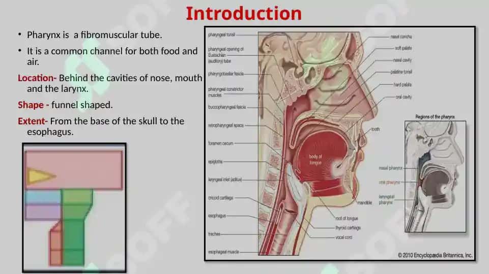 Pharynx 6