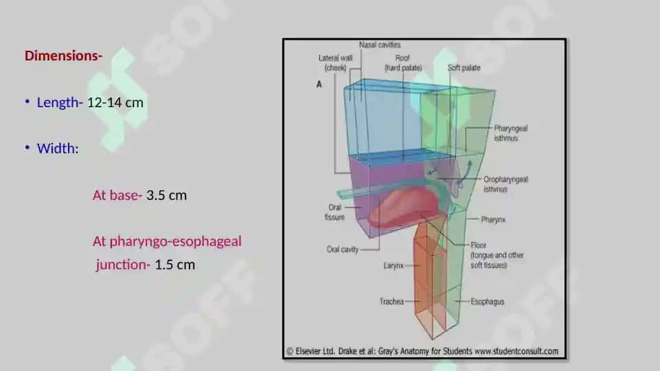 Pharynx 7
