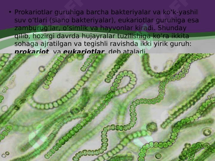 Prokariot hujayra 3