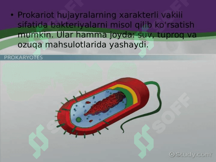 Prokariot hujayra 4