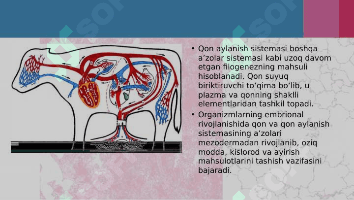 Hayvonlarning qon aylanish organlari evolutsiyasi 4