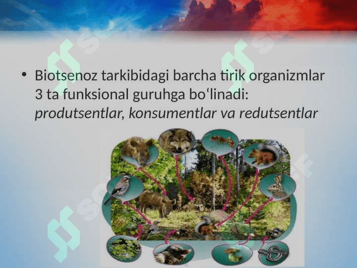 Ekosistemalarning tarkibiy qismlari 8