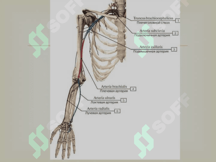 Qo`l arteriyalari anatomiyasi 3