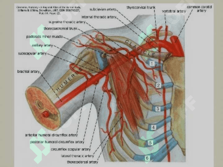 Qo`l arteriyalari anatomiyasi 4