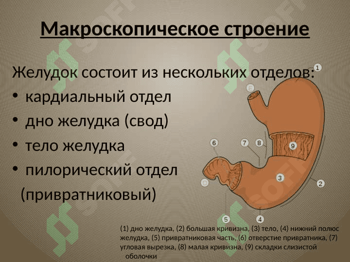 желудок oshqozon anatomiyasi 2