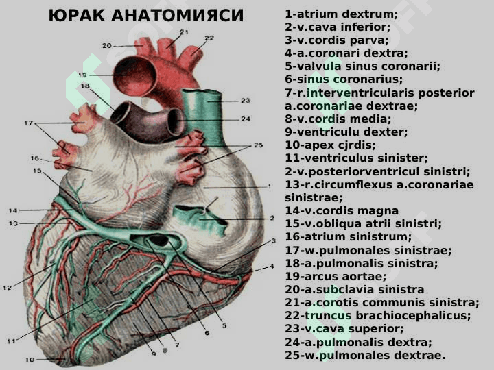 Yurak anatomiyasi 2