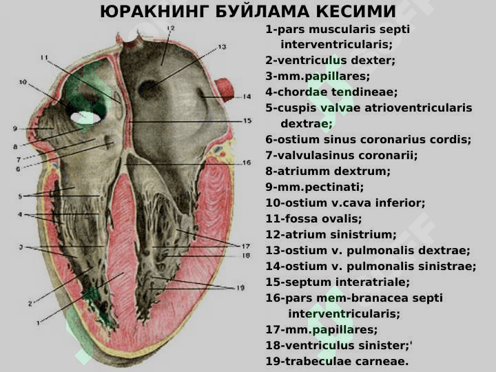 Yurak anatomiyasi 3