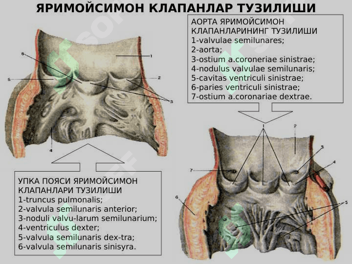 Yurak anatomiyasi 5