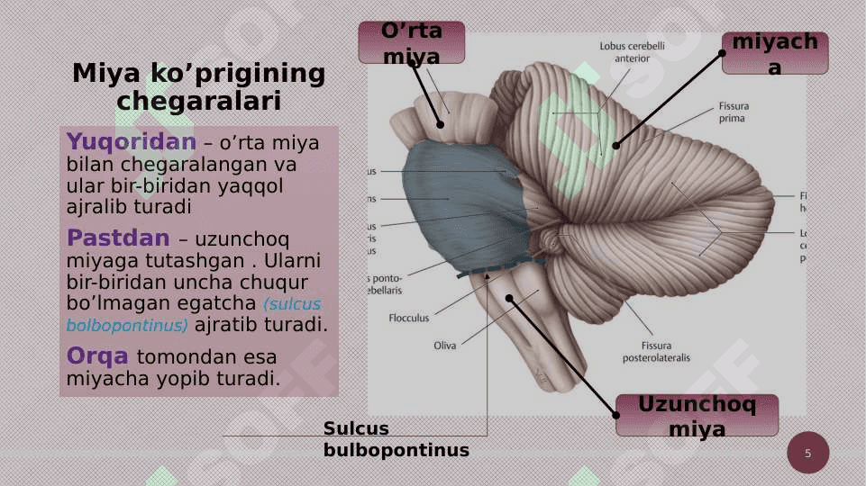 Miya ko’prigi va miyacha 5