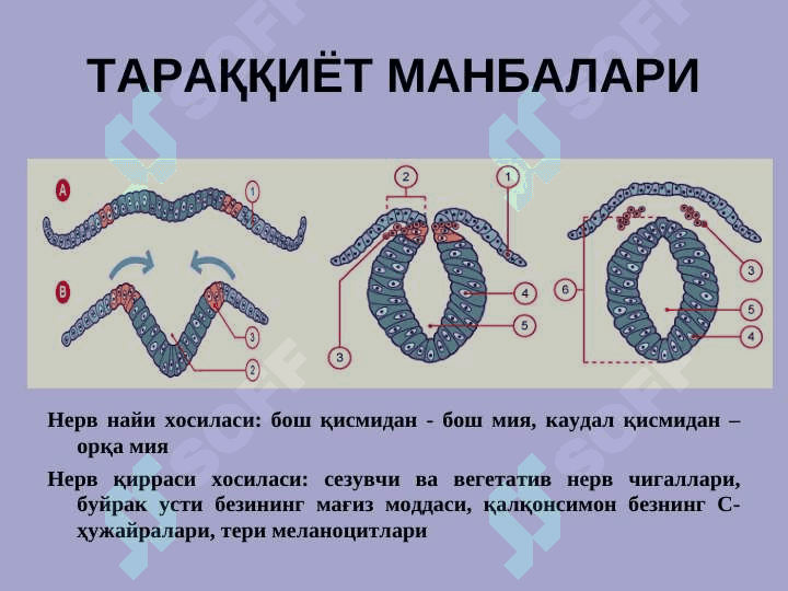 Nerv sistemasi taraqqiyoti va anatomik tuzilishi 3