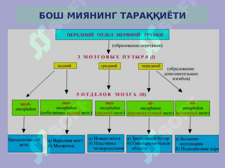 Nerv sistemasi taraqqiyoti va anatomik tuzilishi 4