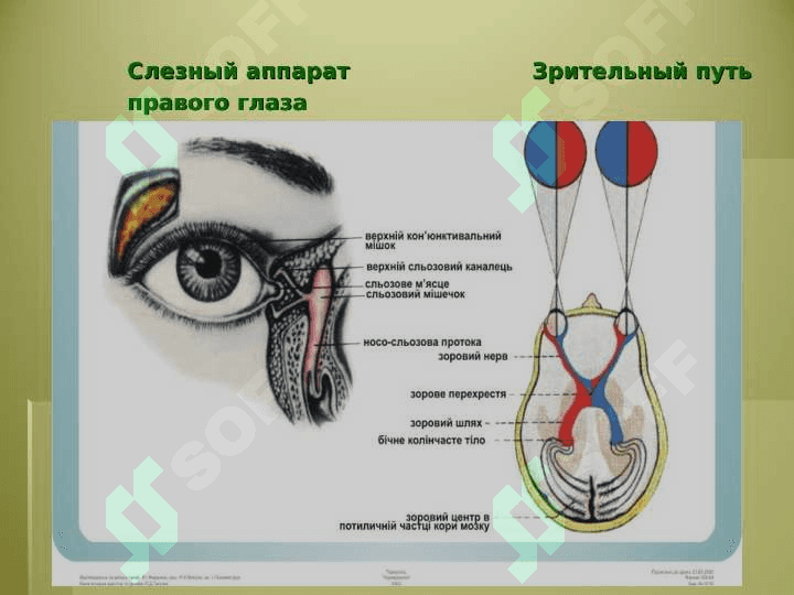 Sezgi azolarining umumiy anatomiyasi 5