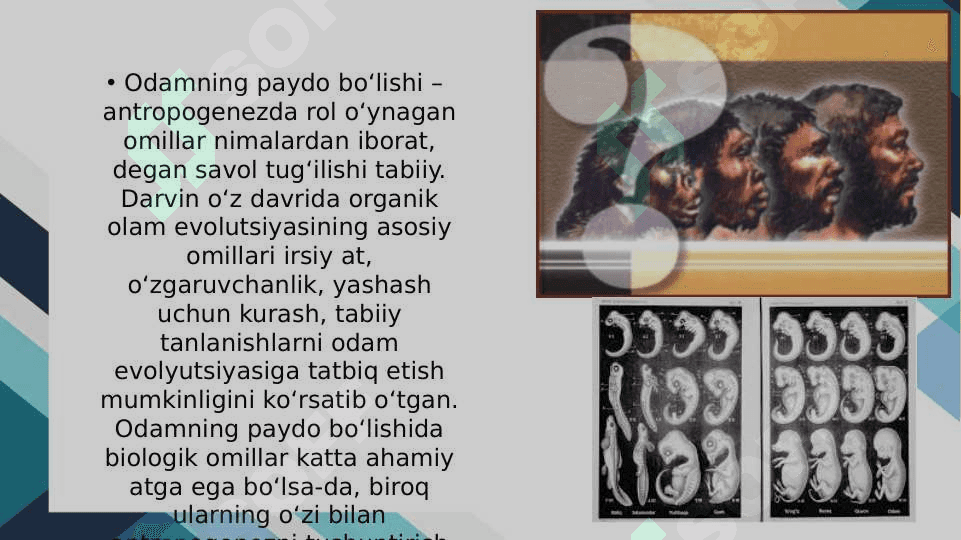 Antropogenezning paleontologik fan dalillari 3