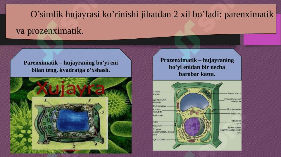 Hujayra – tiriklikning asosi 3