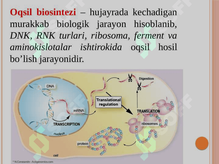 Transkripsiya, translyatsiya va oqsil biosintezi 4