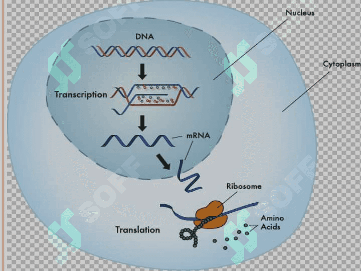 Transkripsiya, translyatsiya va oqsil biosintezi 7