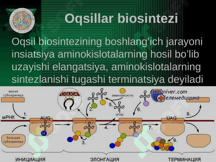 Plastik almashinuv. Oqsillar biosintezi. Genetik kod 4