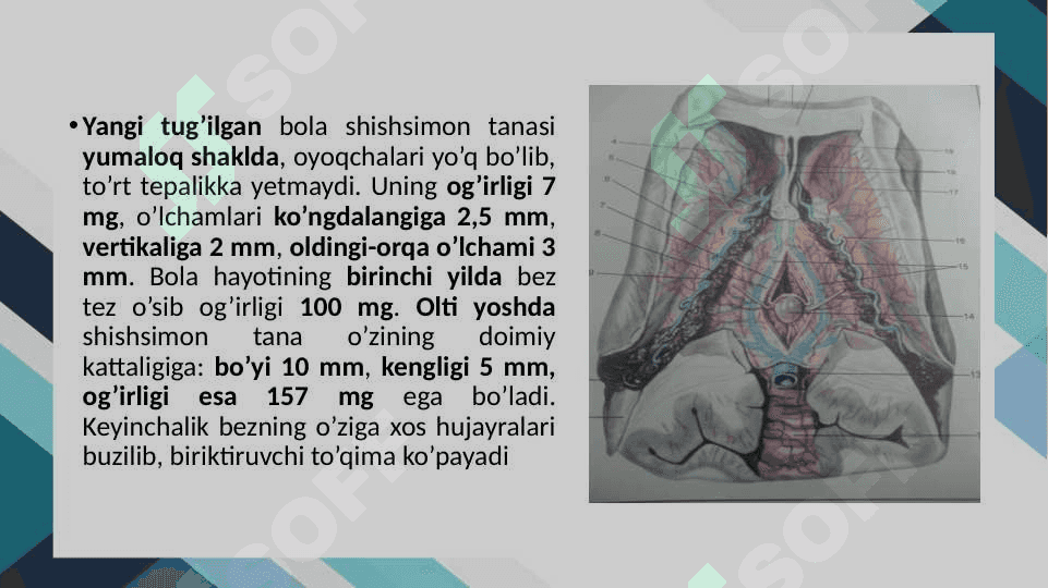 Gormonlar 8