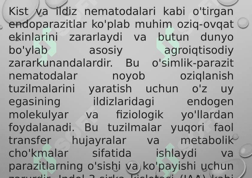 O’simliklarda sedentor fitoparazit nematodalar 2