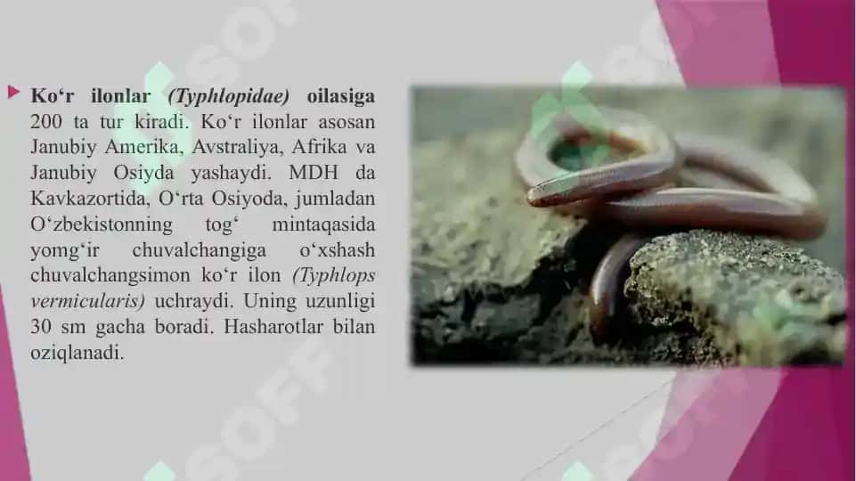 O'zbekistonning zaharli ilonlari, ularning tarqalishi va ahamiyati 7