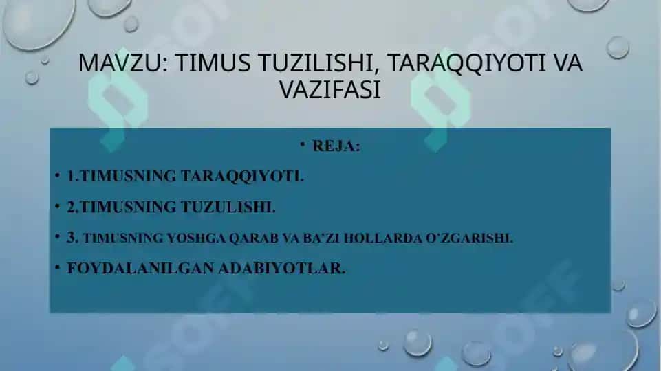 Timus tuzilishi, taraqqiyoti va vazifasi 2