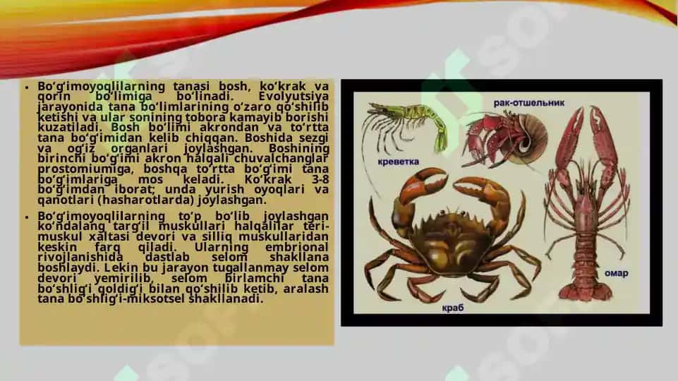 Zoologiya fanidan "Bo’g’imoyoqlilarning keng tarqalish sabablari" mavzusiga doir kurs ishi taqdimoti 3