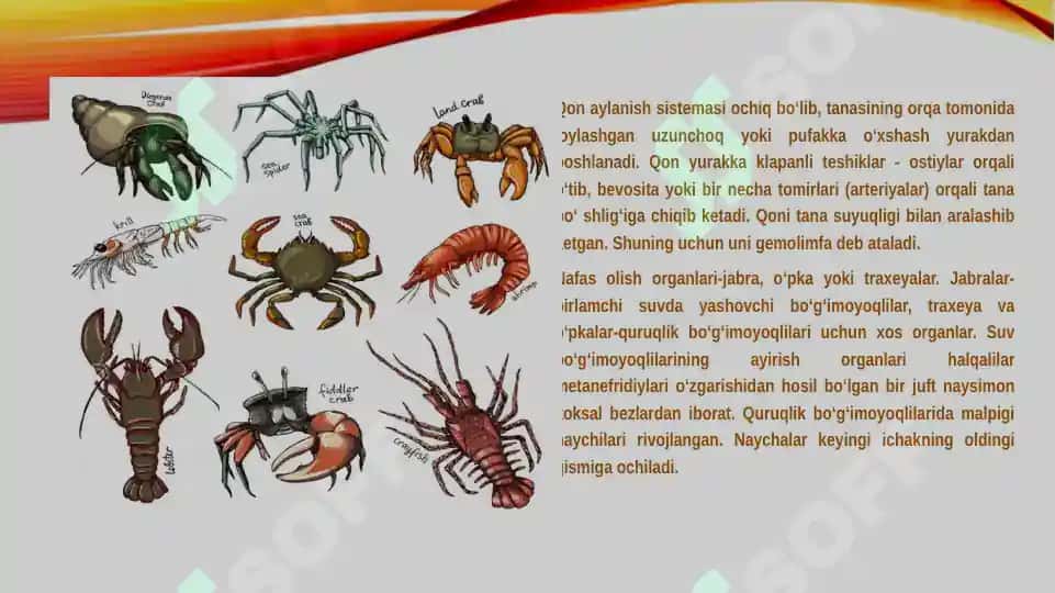 Zoologiya fanidan "Bo’g’imoyoqlilarning keng tarqalish sabablari" mavzusiga doir kurs ishi taqdimoti 4